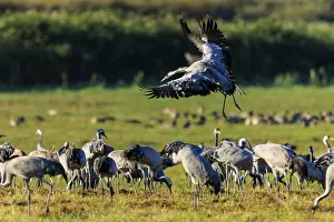 Cranes in a meadow, a crane takes off