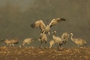 Category Wildlife DE Prints: Cranes, one in the middle raising its wings