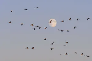 Cranes move in front of the moon