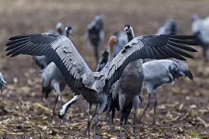 Category Wildlife DE Prints: Cranes present their wings grouped in a field