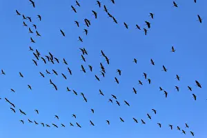 Cranes in the sky (Grus grus), Linum