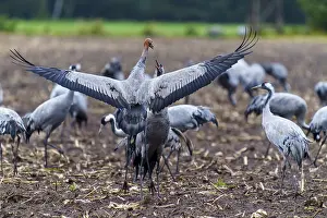 Category Wildlife DE Prints: Cranes spread wings in an autumnal field