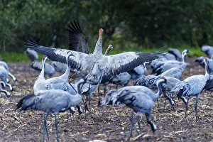 Category Wildlife DE Prints: Cranes with spread wings in a field in autumn