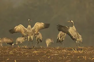 Category Wildlife DE Prints: Cranes, some of which spread their wings against a foggy backdrop