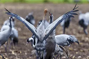 Category Wildlife DE Prints: Two cranes with spread wings interacting