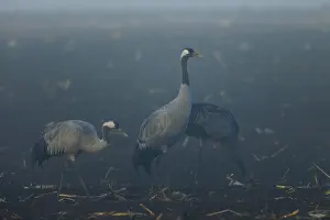 Three cranes stand still in a foggy field at dawn