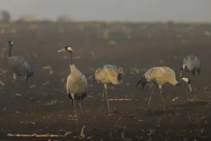 Category Wildlife DE Prints: Cranes stand in a quiet brown field at dawn