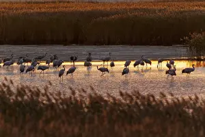 Category Wildlife DE Prints: Cranes stand in water at dusk, surrounded by reeds