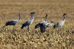 Five cranes standing on a brown stubble field