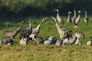 Cranes standing in a meadow, two interacting and calling