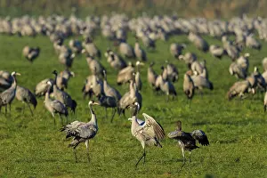 Three cranes standing in a meadow in the morning light