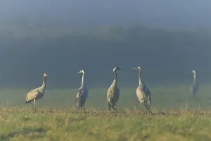 Cranes standing peacefully in the meadow at dawn