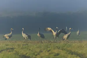 Cranes standing and walking in a meadow in the fog