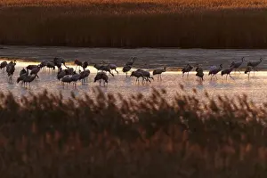 Category Wildlife DE Prints: Cranes standing in water surrounded by reeds in the evening