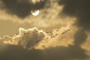 Cranes at sunset