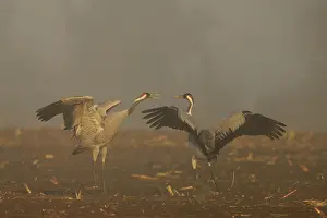 Category Wildlife DE Prints: Two cranes talking with spread wings in a foggy atmosphere