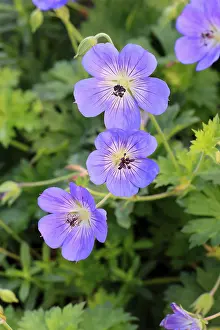 Cranesbill (Geranium cinereum)
