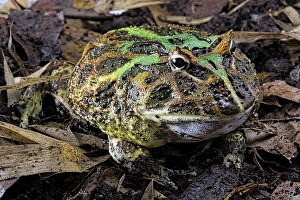 Cranwell's horned frog (Ceratophrys cranwelli) on muddy ground