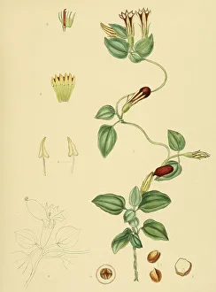 Crawfurdia japonica, native to Southeast Asia