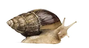 Crawling giant African snail, isolated on white