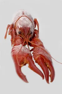 Crayfish