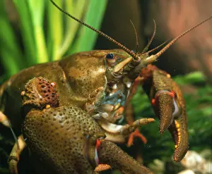 Crayfish (Astacus fluviatilis)