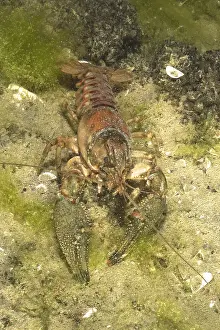 Crayfish (Faxonius limosus), American crayfish