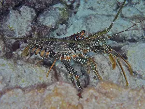 Category Coral Reefs DE Prints: A crayfish with a striking pattern
