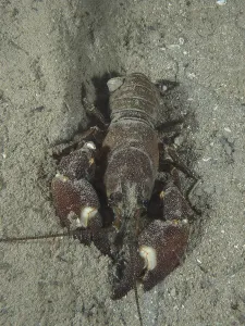 A crayfish with strong claws, signal crayfish (Pacifastacus leniusculus)
