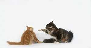 Cream Blotched Tabby and Blue Blotched Tabby Maine Coon