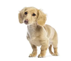 Cream colored miniature dachshund puppy standing and looking curious on a white background