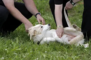 Cream-coloured Border Collie at a dog test