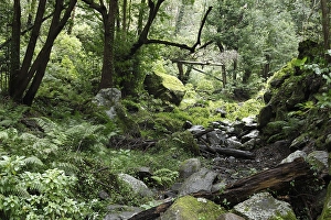 Creek bed in a Laurisilva, Cubo de la Galga
