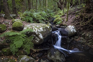 Creek flows through Cloud Forest