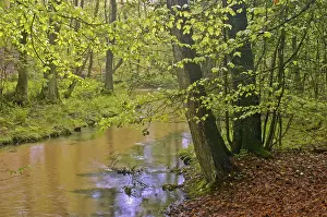 Creek Furlbach, Stukenbrock-Senne