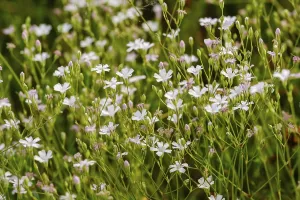 Creeping Baby's Breath (Gypsophila repens)