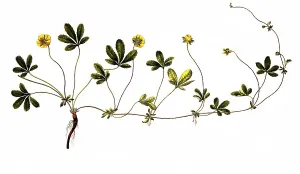 Creeping cinquefoil (Potentilla) reptans