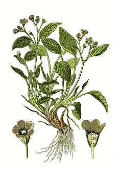 Creeping navelwort (Omphalodes verna) or blue-eyed-Mary