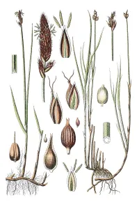 Creeping sedge or string sedge (Carex chordorrhiza)