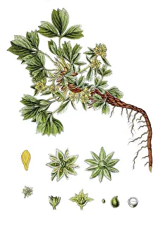 Creeping sibbaldia (Potentilla sibbaldia)