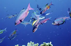 Creole wrasse, Clepticus parrai
