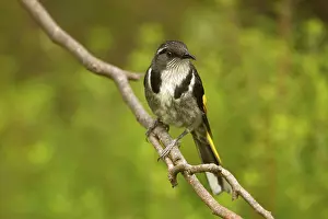 Crescent Honeyeater (Phylidonyris pyrrhopterus)