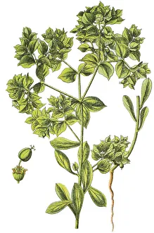 Crescent Spurge (Euphorbia falcata)