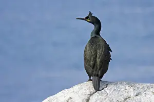 Crest Phalacrocorax Aristotelis Shag