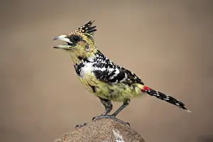 Crested Barbet (Trachyphonus vaillantii)
