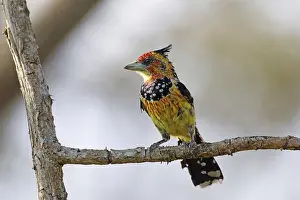 Crested Barbet (Trachyphonus vaillantii)