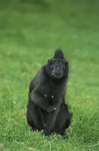 Crested Black Macaque (macaca nigra)