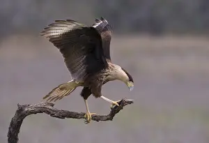 Crested Caracara (Caracara cheriway)