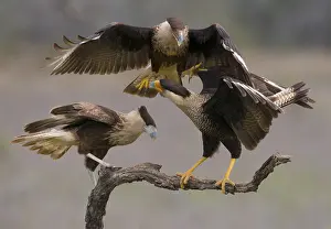 Crested Caracara (Caracara cheriway)