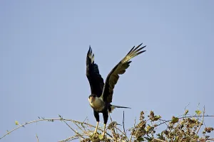 Crested Caracara (caracara cheriway)